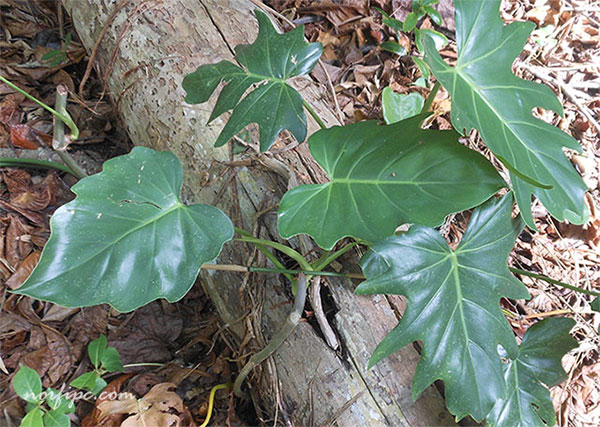 Planta de Philodendron silvestre