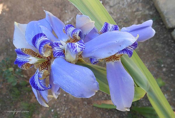 Flores de la Neomarica caerulea o Iris azul