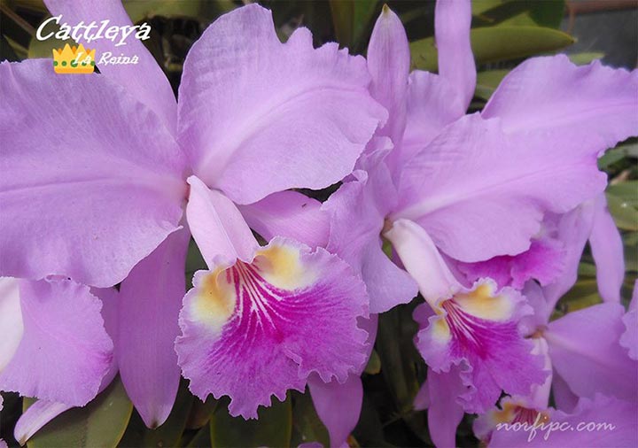 Flores de la orquídea Cattleya, la reina de las orquídeas