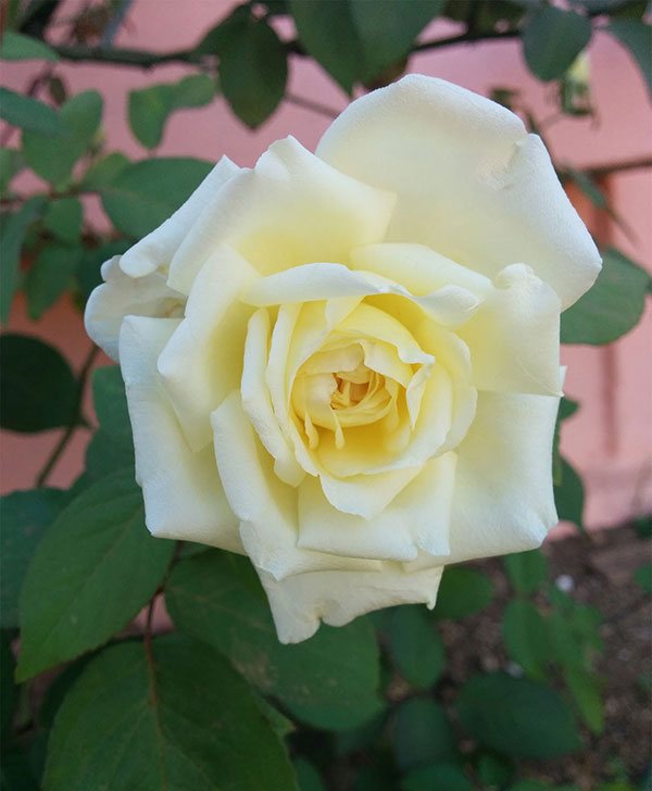 Flor de la rosa blanca
