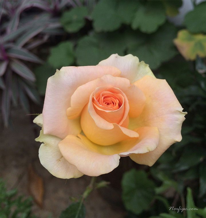 Flor de la rosa de color naranja