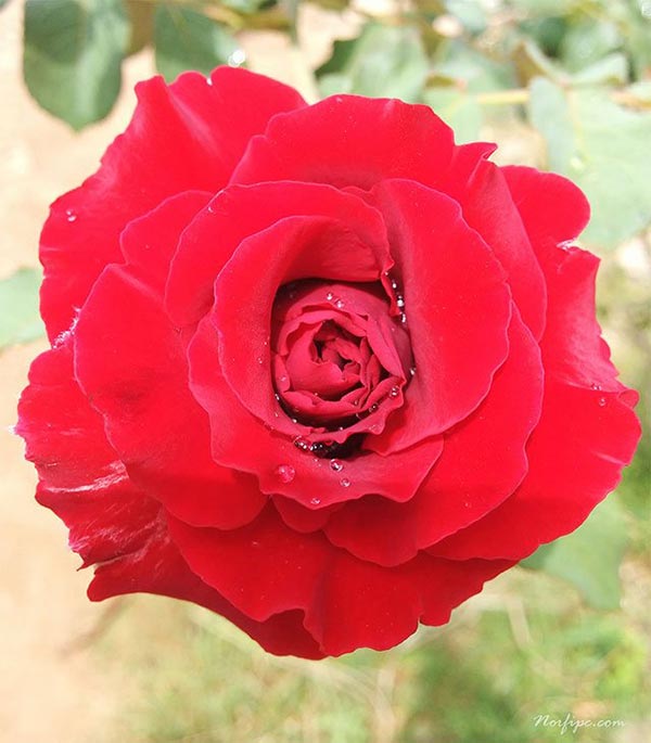 Hermosa flor de una rosa roja de la variedad Rosa Híbrido de Té