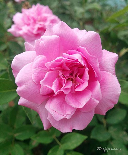 Flor de la Rosa majestad o rosa borboniana de color rosado