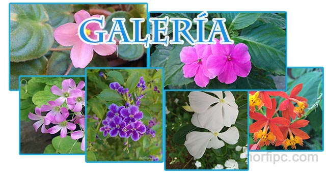 Galería de fotografías de flores tropicales