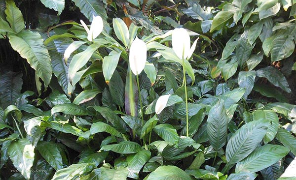Planta y las flores del Spathiphyllum montanum