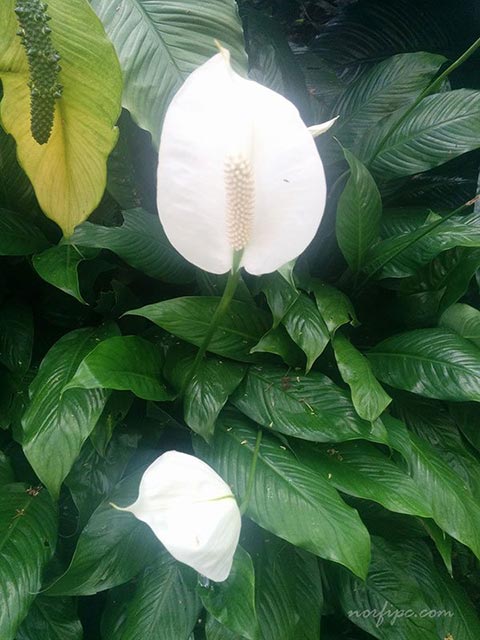 Flores del Spathiphyllum, Lirio de paz o Velas blancas