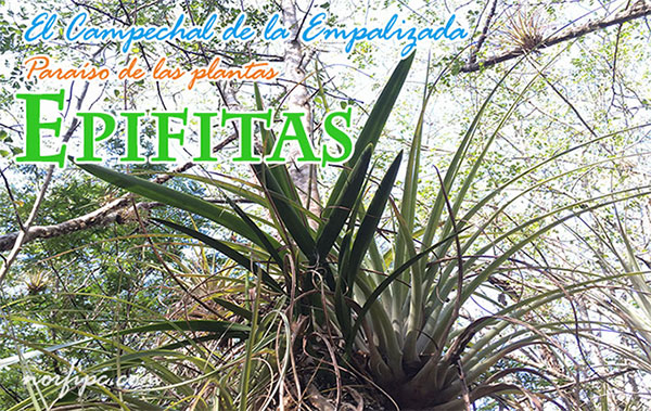 El Campechal de la Empalizada, paraíso de plantas epifitas en Cuba