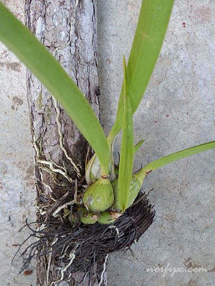 Planta de una orquídea de chocolate sosteniéndose de una rama de campeche