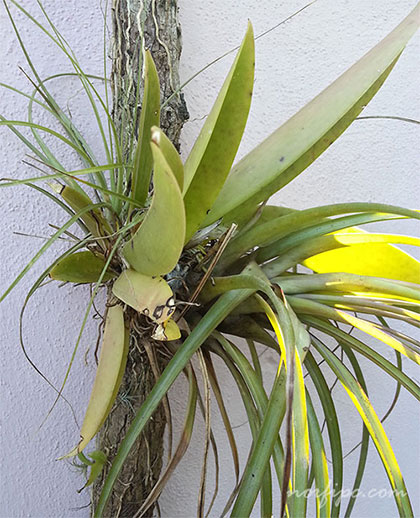 Planta de una orquídea Oreja de burro o Trichocentrum undulatum compartiendo el hábitat con un curujey