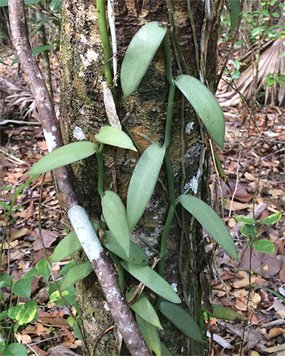 Planta de la orquídea Vanilla trepando por un arbol