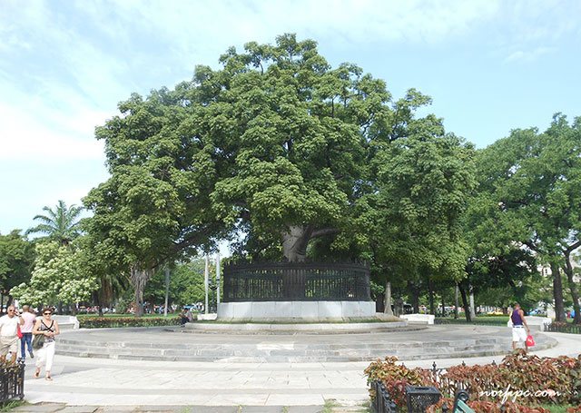 Árbol de la Fraternidad en el centro del Parque de la Fraternidad en la Habana