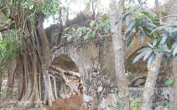 Las raíces de árboles destruyen las ruinas del Ingenio Alejandría
