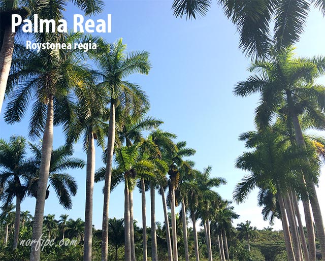 La Palma Real, el Árbol Nacional de Cuba
