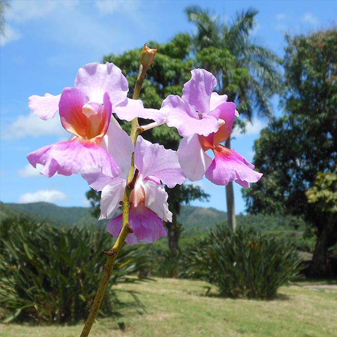 Foto de orquídea en Soroa, Cuba. Carga diferida