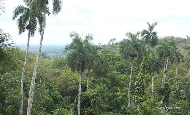 Paisaje de Cuba en el que sobresale la palma real, planta endémica del país