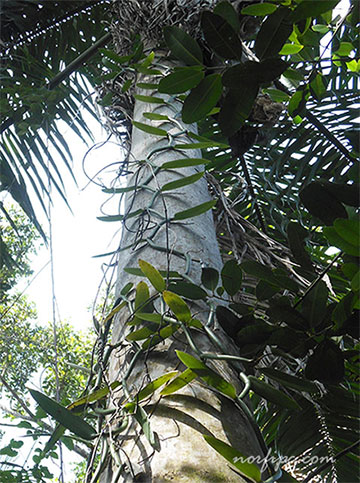Planta de una Orquídea Vanilla silvestre trepando por una palma real en el Monte del Embarcadero