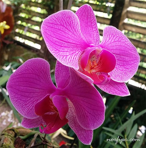 Flores de una orquídea Phalaenopsis sp. en el Orquideario de Soroa