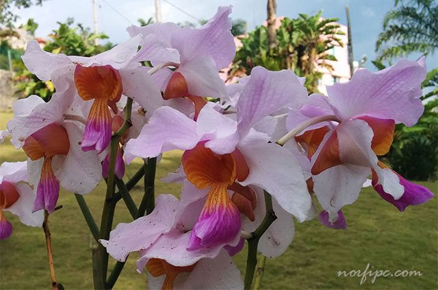 Flores de variedades hibridas de orquídeas exóticas, que se cultivan en el exterior del jardín en Soroa