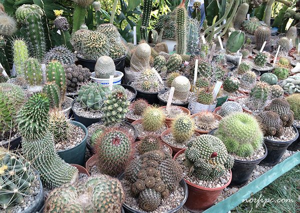 Colección de todo tipo de cactus en el Vivero Lotería