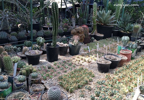 Demostración de la siembra de cactus mediante semillas