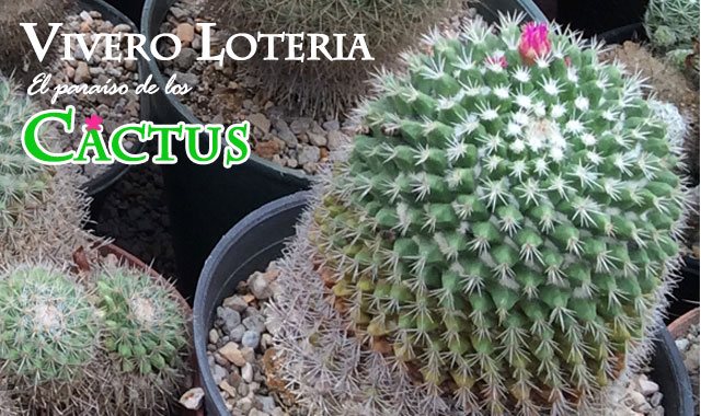 El Vivero Lotería, la mayor colección de cactus de Cuba