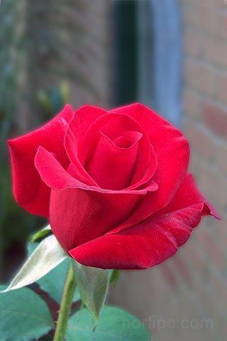 Foto de una rosa roja para usar como fondo de pantalla en el teléfono celular o tableta