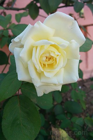 Foto de una rosa blanca para usar como fondo de pantalla en el móvil smartphone o tableta
