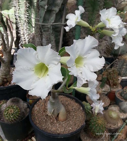 Fotos de la variedad blanca del Adenium o Rosa del desierto