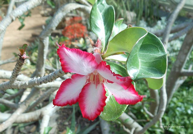 Foto de la flor y la planta de la especie Adenium obesum o Rosa del desierto