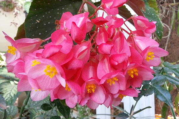Planta y flores de la Begonia arbustiva roja