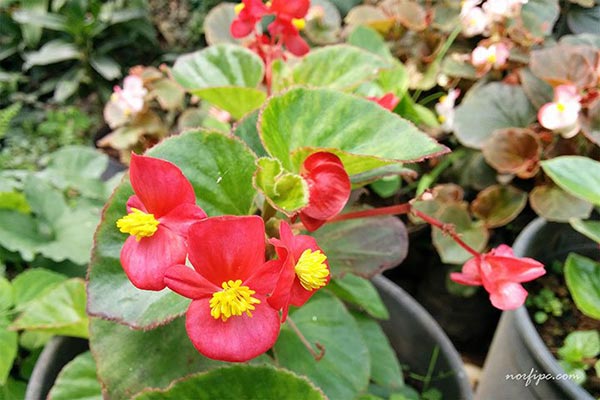Planta y flores de la Begonia cucullata roja