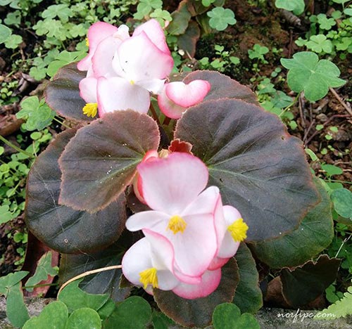 Planta y flores de la Begonia cucullata rosada