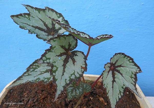 Hojas de la planta de la Begonia Rex