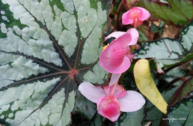 Flores de la Begonia Rex