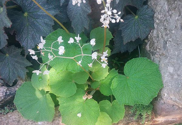 Planta y flores de la Begonia semperflorens blanca