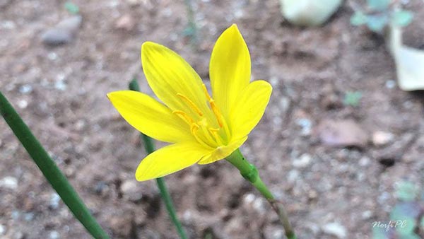 Flor de la Zephyranthes citrina, especie con las flores de color amarillo