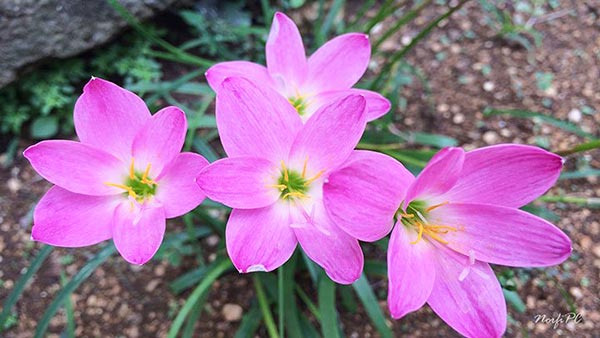 Flores de la Zephyranthes rosea especie con las flores de color rosado claro