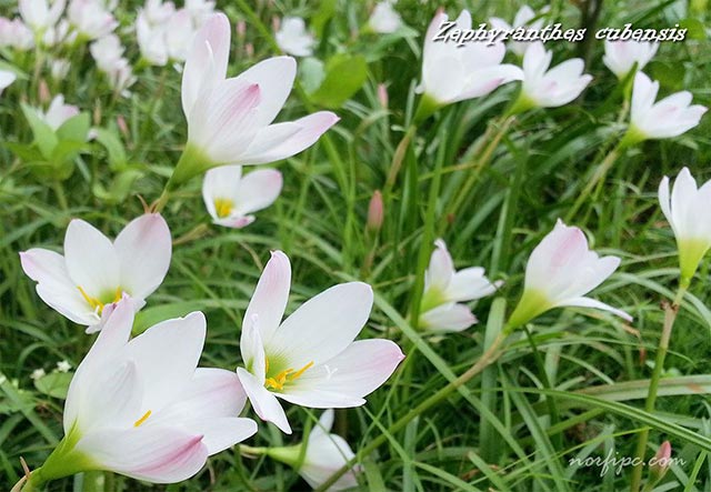 Zephyranthes cubensis o Brujita, con sus sencillas flores blancas en verano