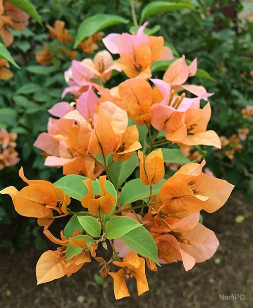 Fotos de flores de la Bougainvillea, Bugambilia o Rosa de papel