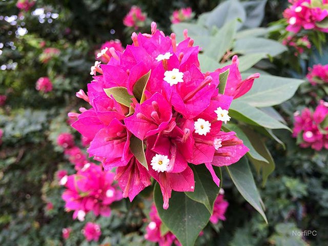 Flores de la Bougainvillea glabra o rosa de papel roja