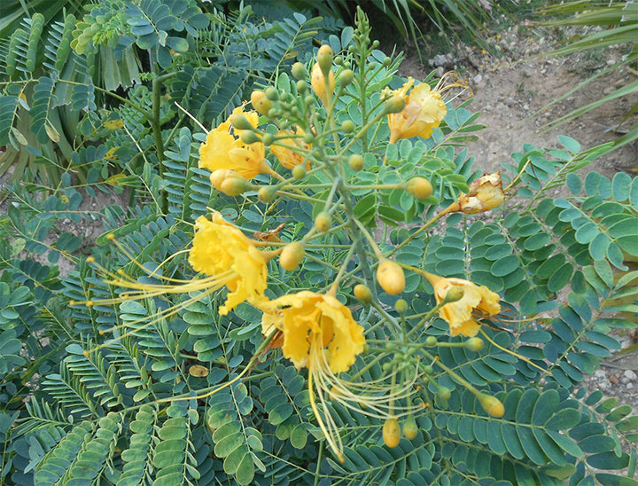 Flores de la Caesalpinia gilliesii de color amarillo