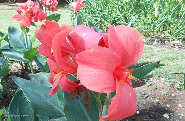 Foto de las flores de una variedad de la Canna × generalis