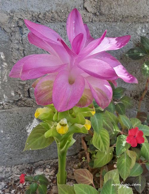 Flor de la Curcuma rosada