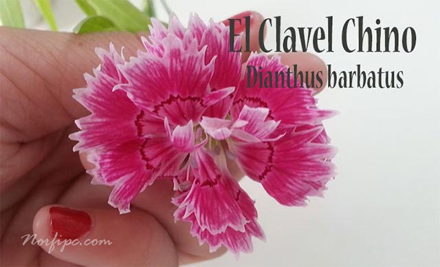 Foto del Clavel Chino (Dianthus barbatus)