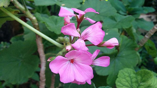 Flores del geranio rosado