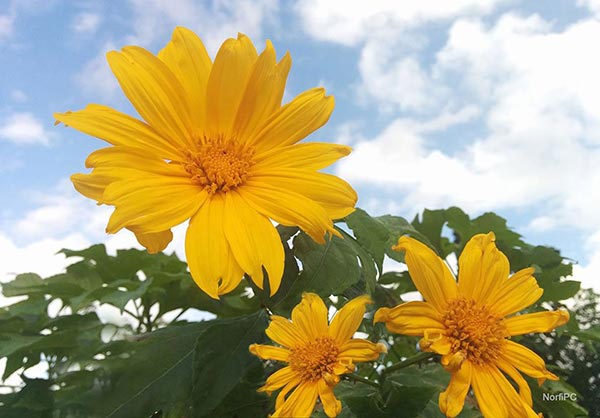 Fotos de las flores del Girasol amarillo