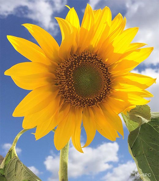 Foto una flor de Girasol amarillo