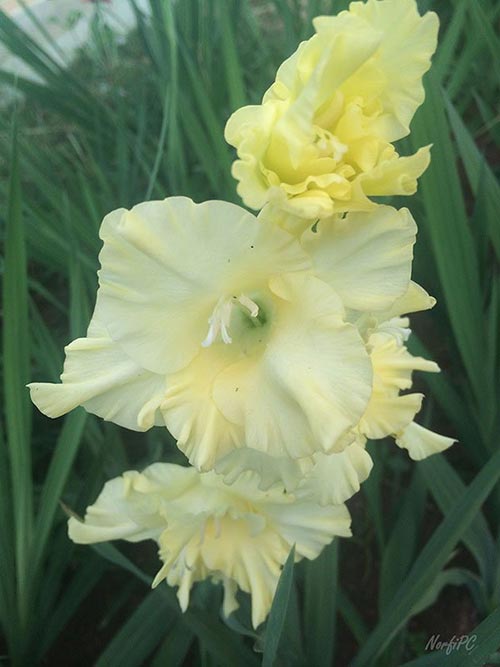 Flores del Gladiolo o Gladiolus de color amarillo