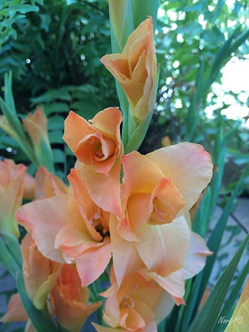 Flores del Gladiolo o Gladiolus de color anaranjado