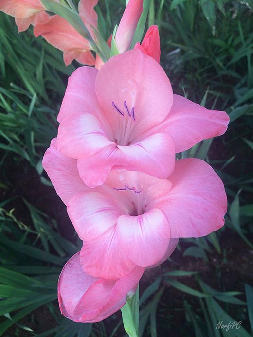 Flores del Gladiolo o Gladiolus de color rosado